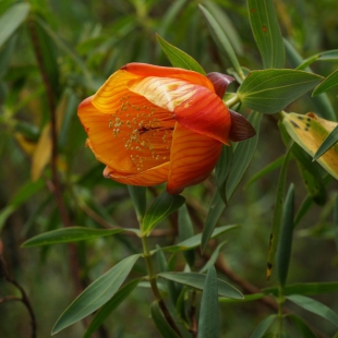 HYPERICUM BEQUAERTII
